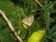 Junonia atlites