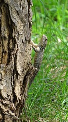 Sceloporus clarkii
