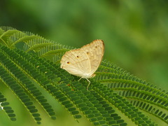 Junonia atlites