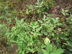 Ampelopsis aconitifolia