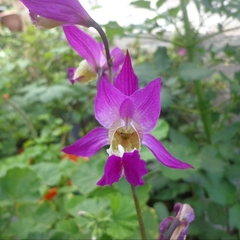 Bletia macristhmochila