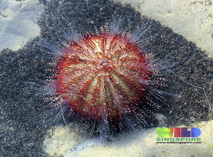 Two-toned Salmacis Urchin