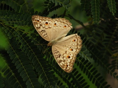 Junonia atlites