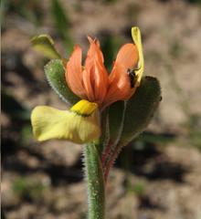 Moraea papilionacea