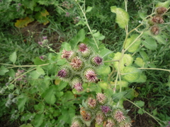 Arctium × ambiguum