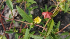 Malvastrum hispidum