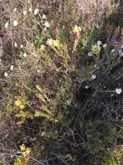Leucadendron stelligerum
