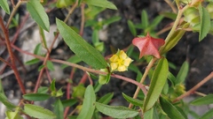 Malvastrum hispidum