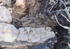 Lobosceliana