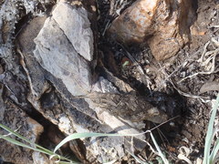 Lobosceliana