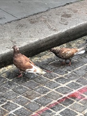Columba livia domestica