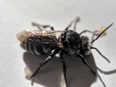 Triepeolus donatus
