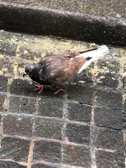 Columba livia domestica