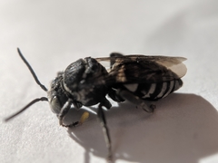 Triepeolus donatus