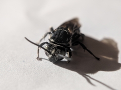 Triepeolus donatus