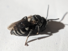 Triepeolus donatus