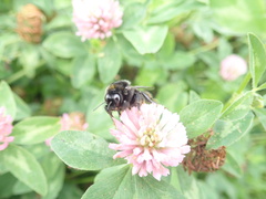Bombus confusus