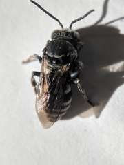 Triepeolus donatus
