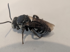 Triepeolus donatus
