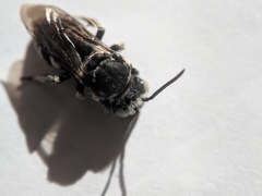 Triepeolus donatus