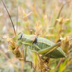 Ephippiger terrestris