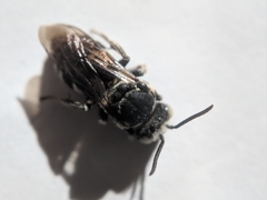 Triepeolus donatus