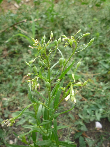 Gold-of-pleasure (Camelina sativa)