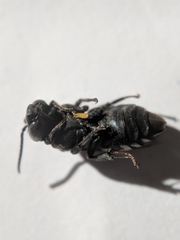 Triepeolus donatus