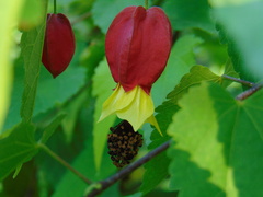 Callianthe megapotamica