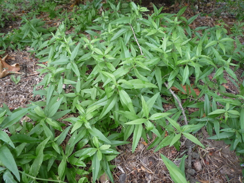 Madder (Rubia tinctorum)