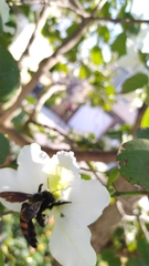 Xylocopa frontalis
