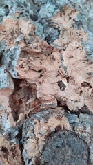 Crematogaster scutellaris