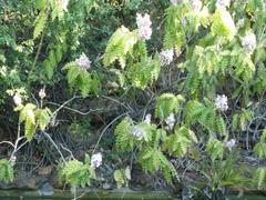 Acanthus polystachyus