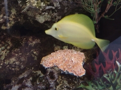 Zebrasoma