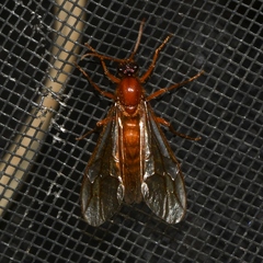 Labidus coecus