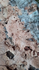 Crematogaster scutellaris