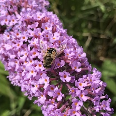 Eristalis arbustorum