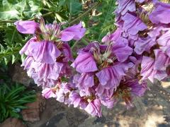Acanthus polystachyus