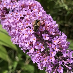 Eristalis arbustorum