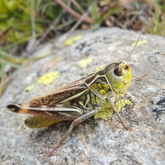 Arcyptera alzonai