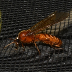 Labidus coecus