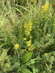 Galium verum