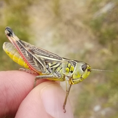 Arcyptera alzonai