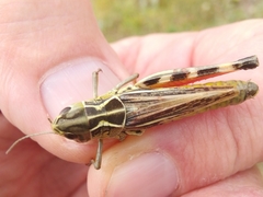 Arcyptera alzonai