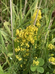 Galium verum