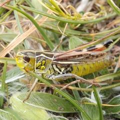 Arcyptera alzonai