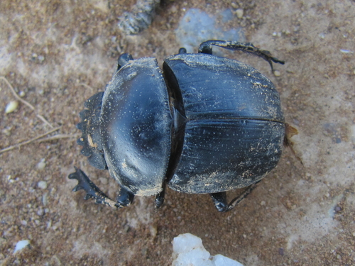Scarabaeus viator