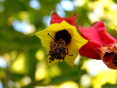 Callianthe megapotamica