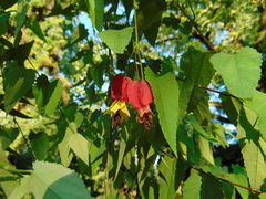 Callianthe megapotamica