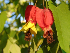 Callianthe megapotamica